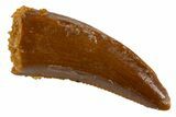 Serrated Raptor Tooth - Real Dinosaur Tooth #305495-1